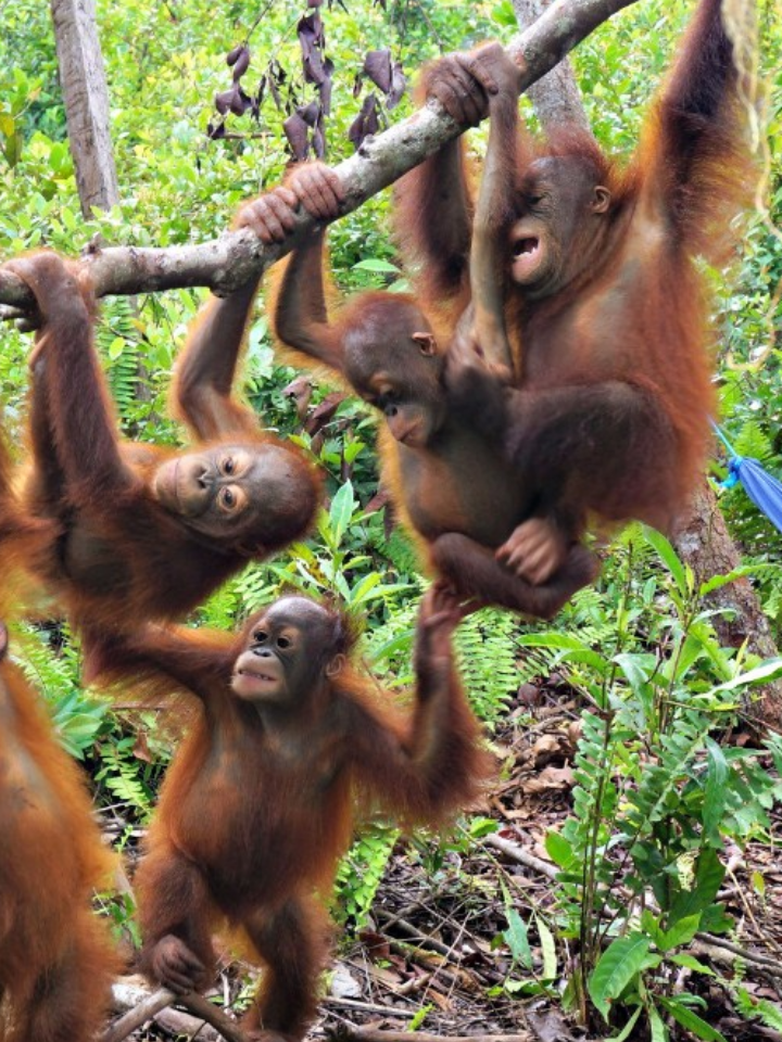 Tour Privado Reserva de orangutanes en Borneo